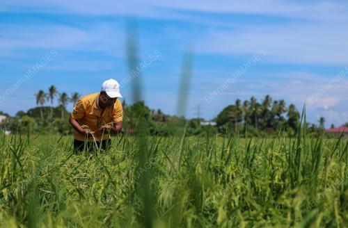SMART SAWAH BERSKALA BESAR
