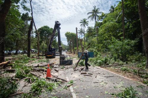PENEBANGAN POKOK