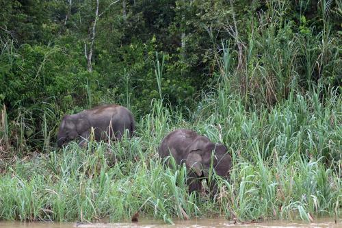GAJAH BORNEO