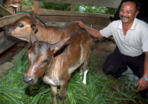 ANAK LEMBU KEMBAR