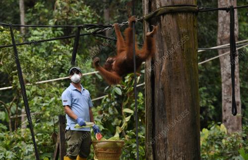 PUSAT PEMULIHAN ORANG UTAN SEPILOK