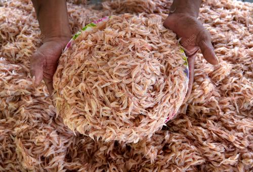 UDANG GERAGAU