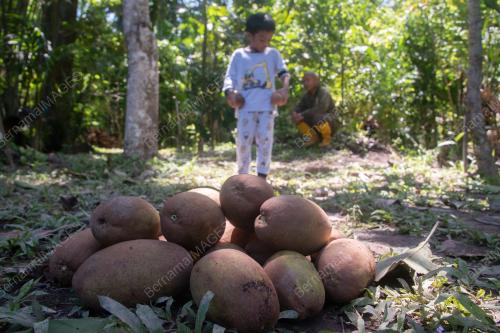 MUSIM BUAH BELUNU