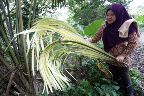 TUDUNG DUANG KOTA BELUD