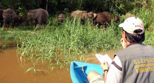 GAJAH