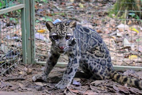 SB02_25082014_HARIMAU