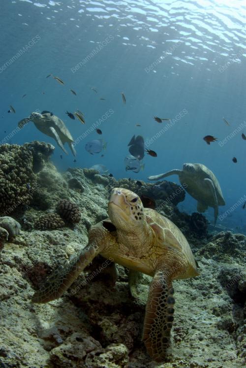 EKSPEDISI PULAU SIPADAN