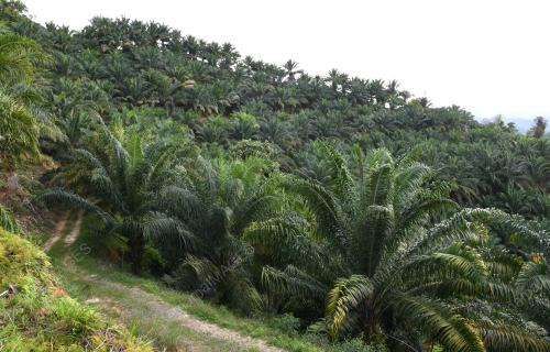 LADANG SAWIT DI SABAH