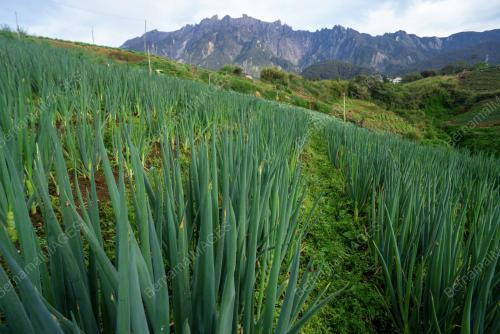 TANAMAN SAYUR KUNDASANG