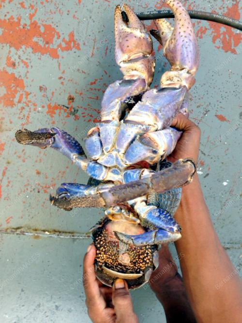 SB02_28082013_KETAM_KELAPA