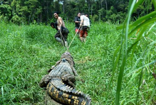 BUAYA KINABATANGAN