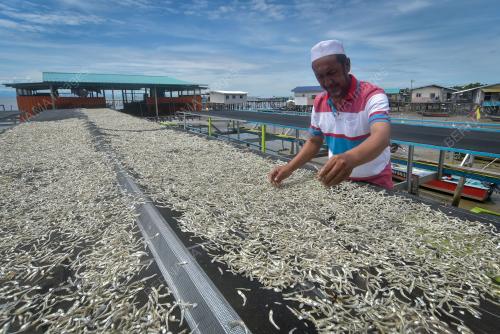 PERUSAHAAN IKAN BILIS