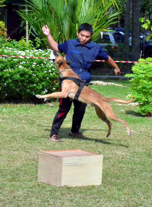 SB02_30072015_UNIT_ANJING