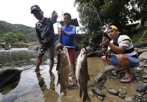 PANCING KELAH KAMPUNG TAMBATUON