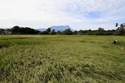 SAWAH PADI TERJEJAS DI KOTA BELUD