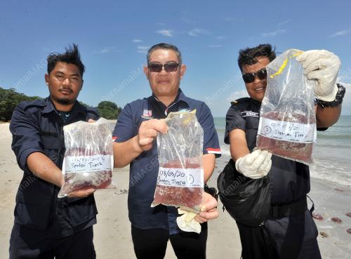 THOUSAND JELLYFISH ON LABUAN BEACH
