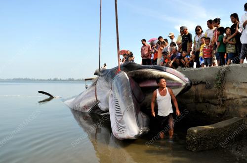 SB03_03082012_IKAN_PAUS3