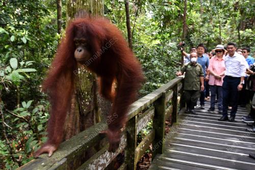 SB03_03092018_ORANG_UTAN