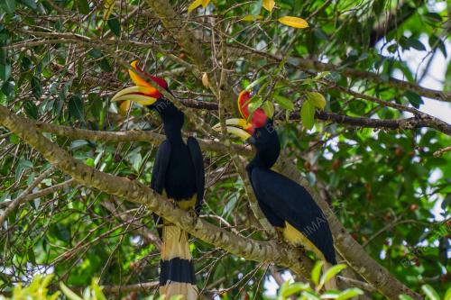 BURUNG_MALIAU