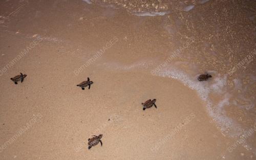 HAWKSBILL BABY TURTLE