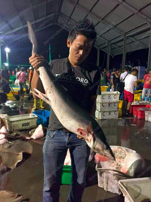 SB03_06112017_IKAN