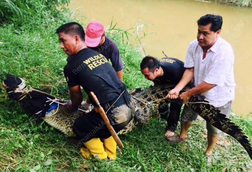 SB03_08012017_BUAYA