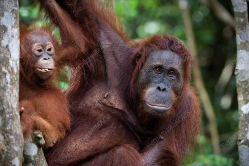 SB03_08052017_ORANG_UTAN