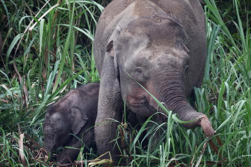 GAJAH BORNEO