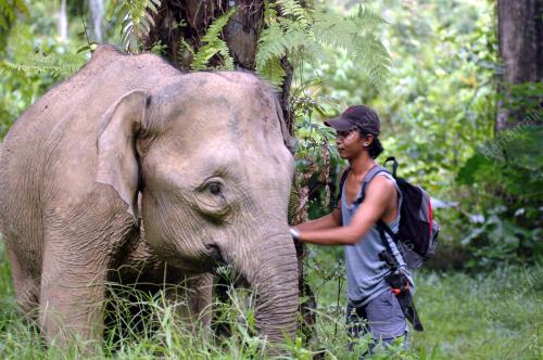 GAJAH KINABATANGAN