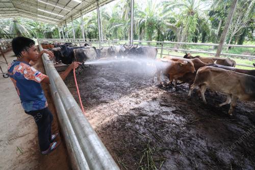 LEMBU KORBAN