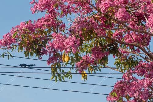 MUSIM BUNGA SAKURA