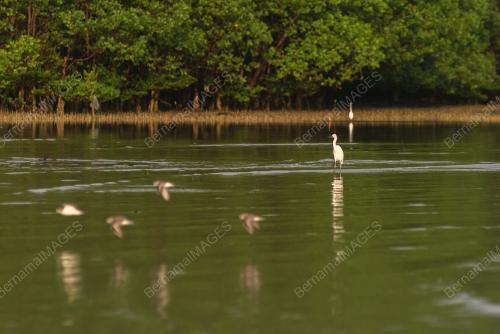 ASIAN WATERBIRD CENSUS 2023_LABUAN