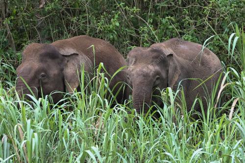 GAJAH BORNEO
