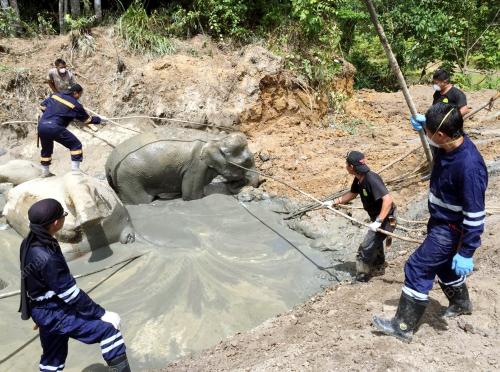 SB03_14092016_GAJAH_MATI
