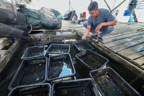 KETAM LEMBUT