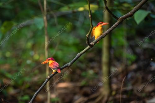 PROJEK 'SELF-INITIATIVE AVIAN CONSERVATION AND SURVEY 2023