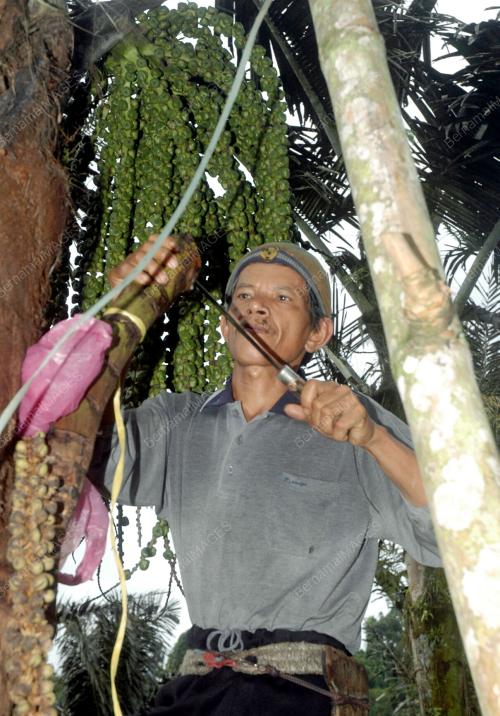 NURDIN BADDUSA
