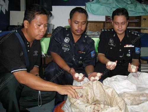 TELUR PENYU