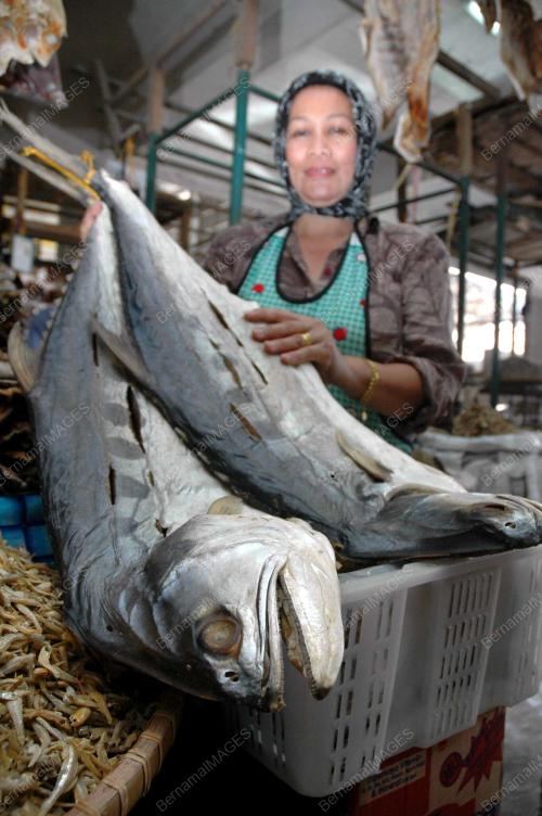 IKAN MASIN TALANG BESAR