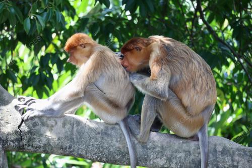 MONYET PROBOSCIS