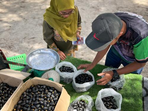 KEMBAYAU BUAH NADIR EKSOTIK BORNEO