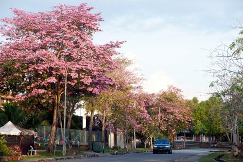 SAKURA SEASON