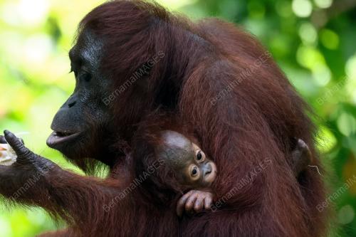 ORANG UTAN