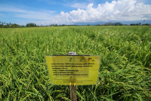 SMART SAWAH BERSKALA BESAR