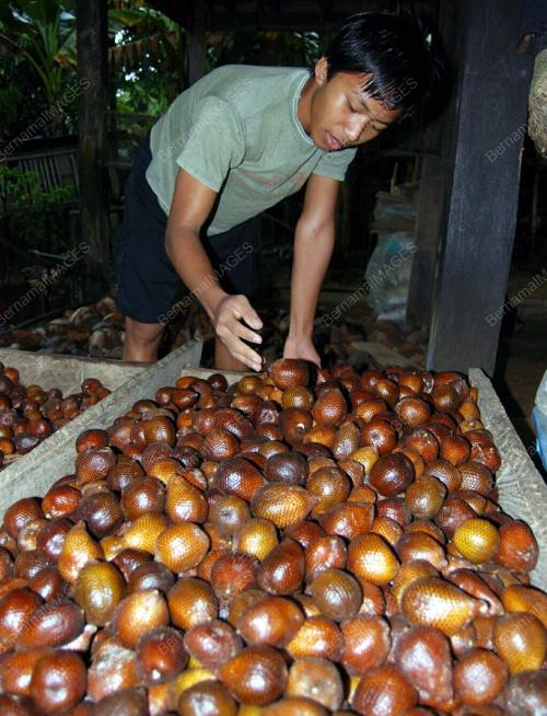 BUAH SALAK