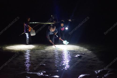AKTIVITI MENYULUH KETAM