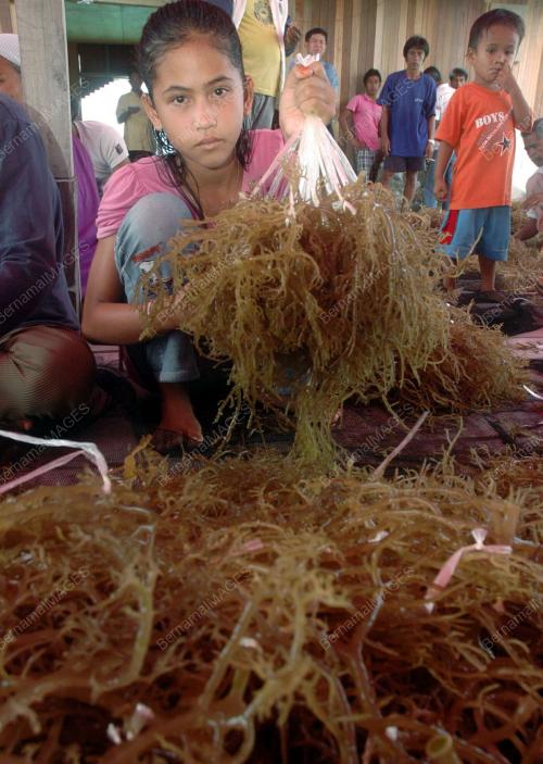 RUMPAI LAUT