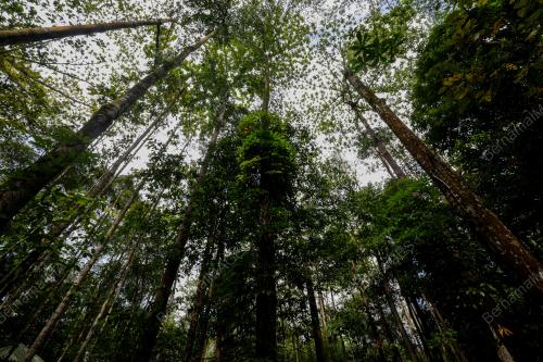 HARI HUTAN ANTARABANGSA