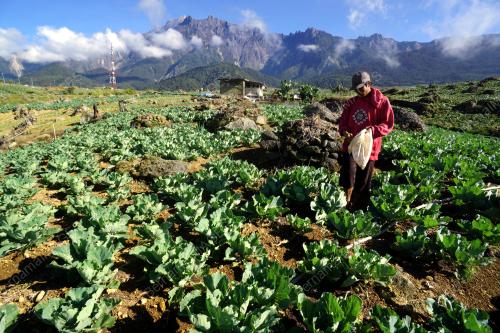 PETANI SAYUR KUNDASANG