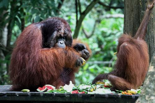 ORANG UTAN